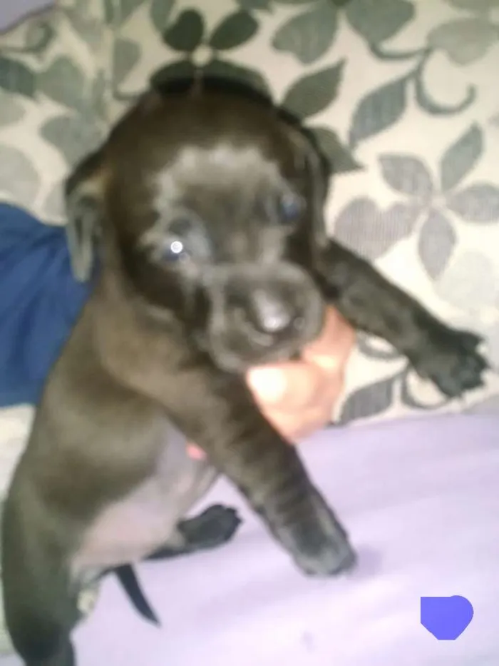 Cachorro ra a Mistura  idade Abaixo de 2 meses nome Lola, Pipo, Amora, 