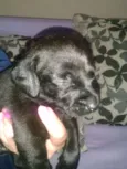 Lola, Pipo, Amora, 