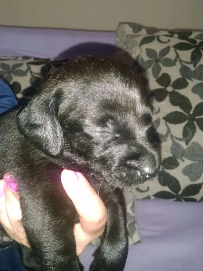 Cachorro ra a Mistura  idade Abaixo de 2 meses nome Lola, Pipo, Amora, 