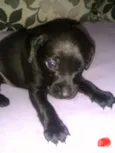 Lola, Pipo, Amora, 
