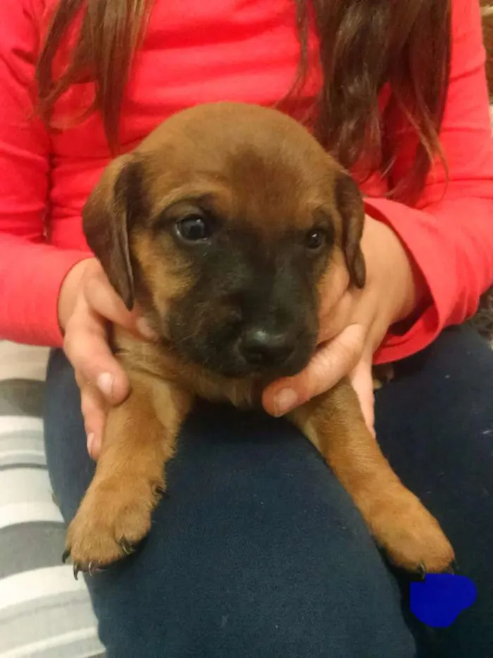 Cachorro ra a Mistura  idade Abaixo de 2 meses nome Lola, Pipo, Amora, 