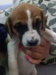 Lola, Pipo, Amora, 