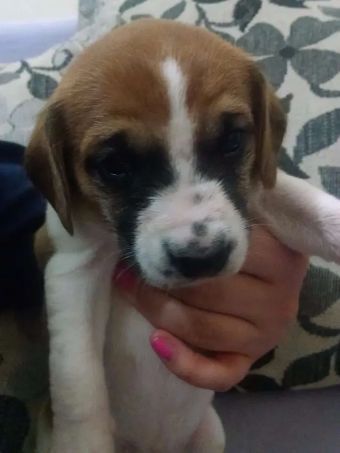 Cachorro ra a Mistura  idade Abaixo de 2 meses nome Lola, Pipo, Amora, 