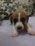Lola, Pipo, Amora, 
