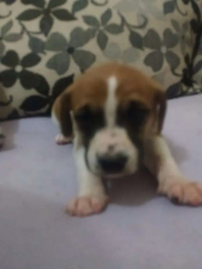 Cachorro ra a Mistura  idade Abaixo de 2 meses nome Lola, Pipo, Amora, 