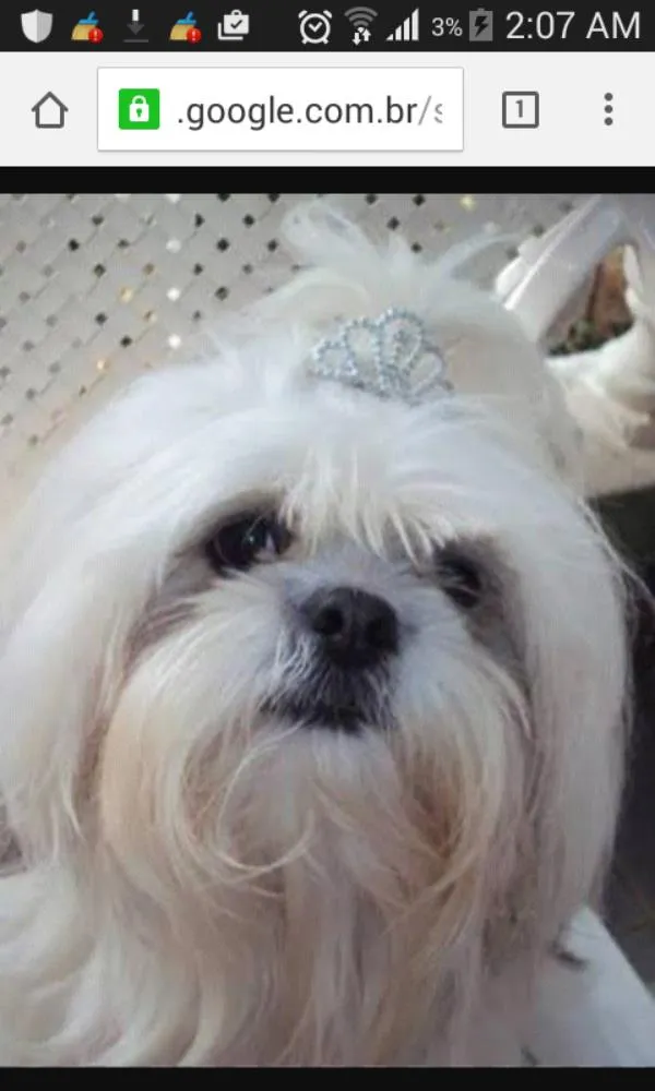 Cachorro ra a ilhasa apso idade 2 anos nome belinha