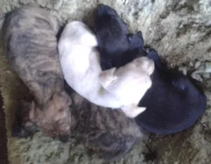 Cachorro raça SRD idade Abaixo de 2 meses nome ....