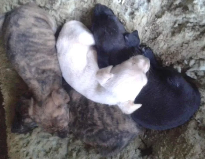 Cachorro ra a SRD idade Abaixo de 2 meses nome ....