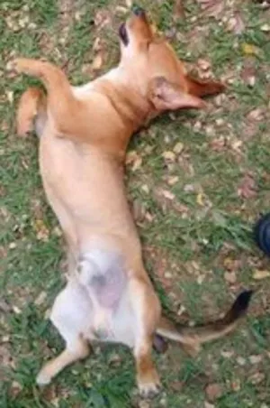 Cachorro raça mestiço Dachshund "salsichinha" idade 7 a 11 meses nome mestiço Dachshund "