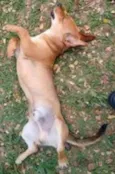 mestiço Dachshund "