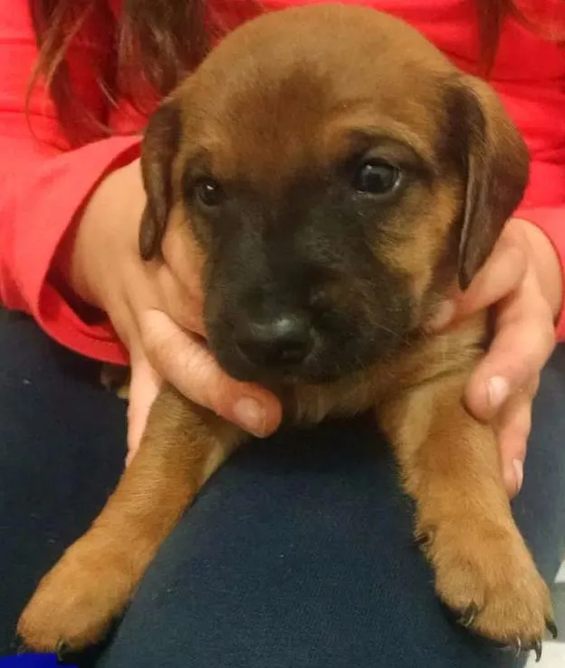 Cachorro ra a Mistura  idade Abaixo de 2 meses nome Lola, Pipo, Amora, 