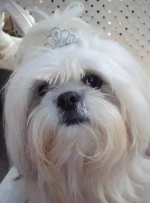 Cachorro ra a ilhasa apso idade 2 anos nome belinha