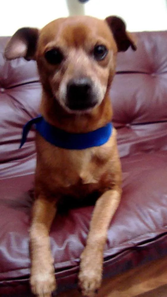 Cachorro ra a Pinscher idade 4 anos nome Djow