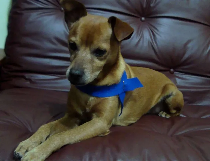 Cachorro ra a Pinscher idade 4 anos nome Djow