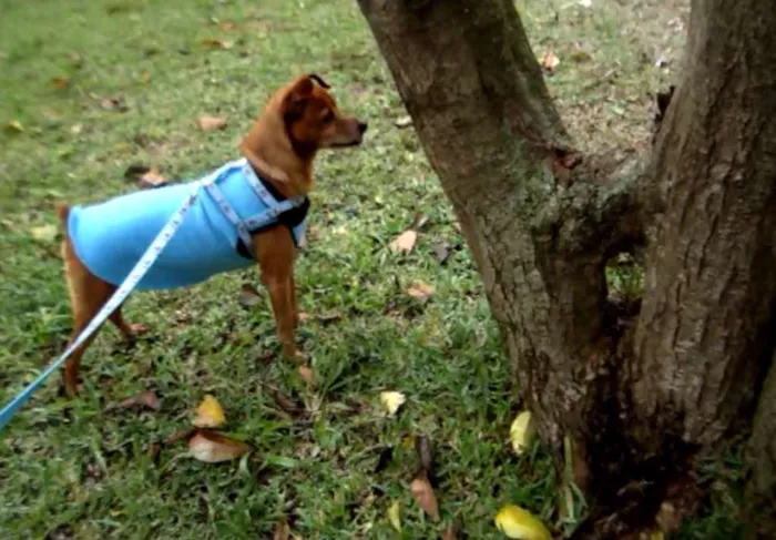 Cachorro ra a Pinscher idade 4 anos nome Djow