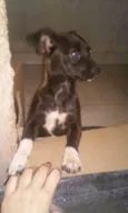 Antônio