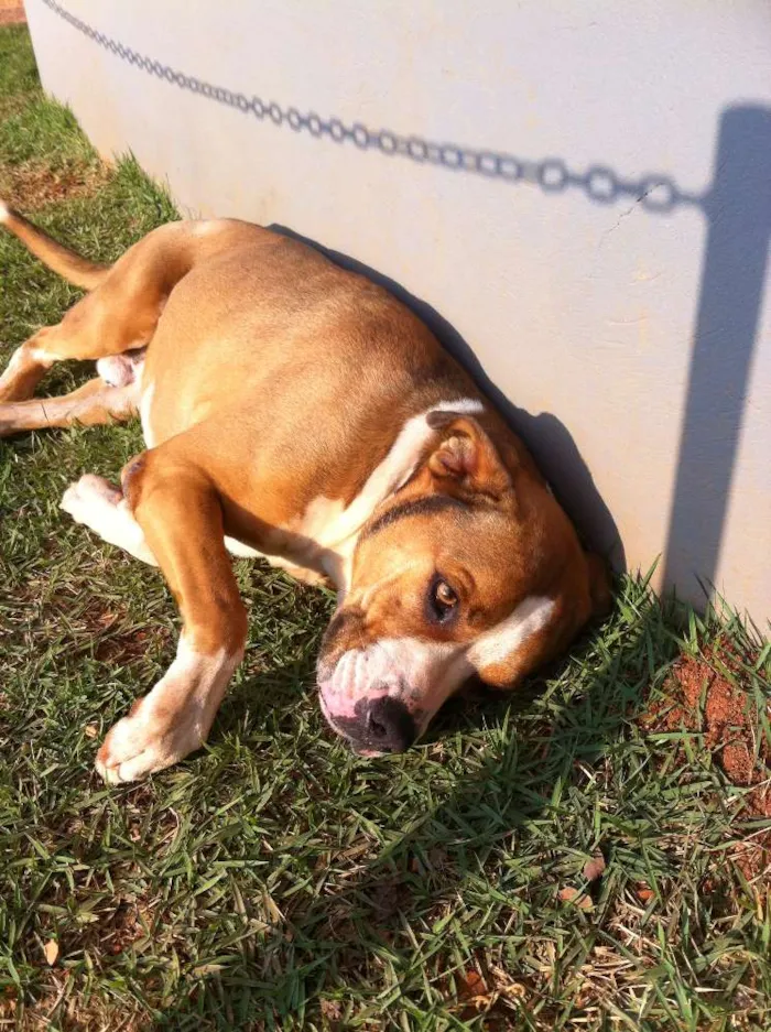 Cachorro raça  idade  nome sem nome