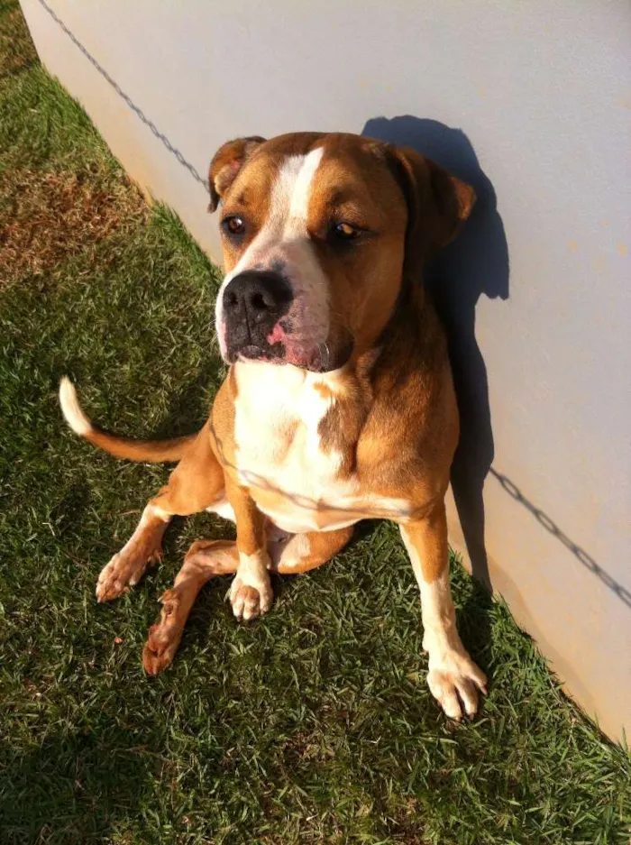 Cachorro raça  idade  nome sem nome