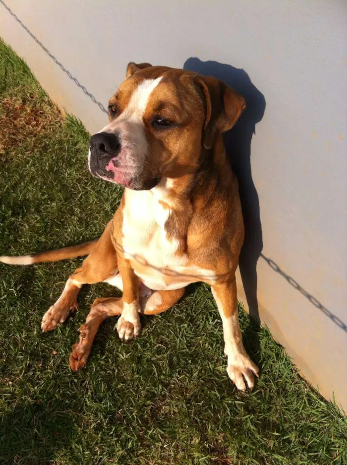 Cachorro raça  idade  nome sem nome