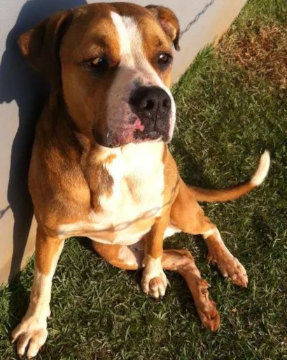 Cachorro raça  idade  nome sem nome