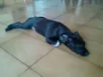 Antônio