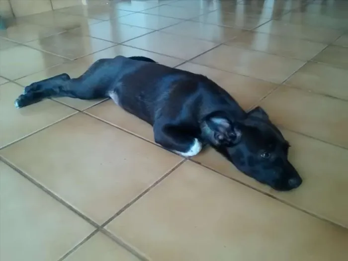Cachorro ra a Viralata idade 2 a 6 meses nome Antônio
