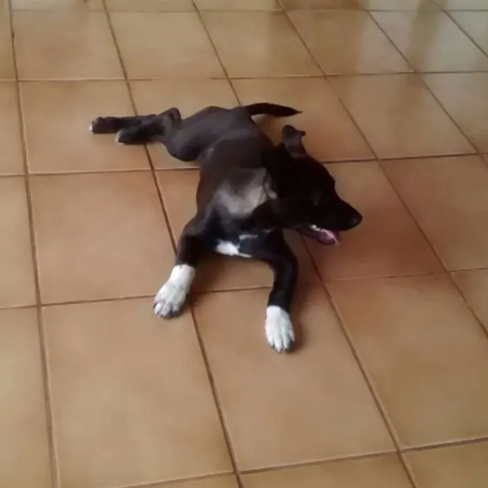 Cachorro ra a Viralata idade 2 a 6 meses nome Antônio