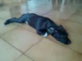 Antônio