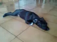 Antônio
