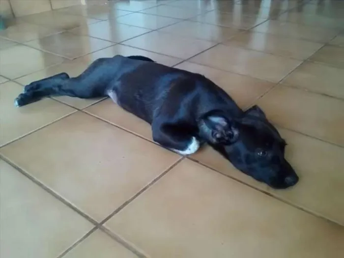 Cachorro ra a Viralata idade 2 a 6 meses nome Antônio