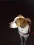 marley