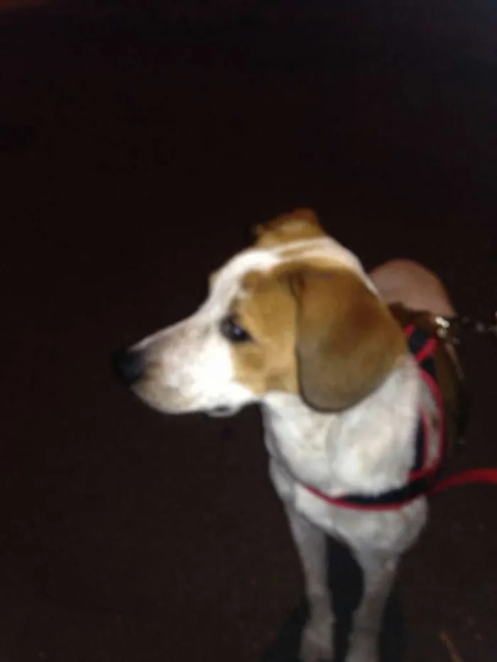 Cachorro ra a vira lata idade 7 a 11 meses nome marley