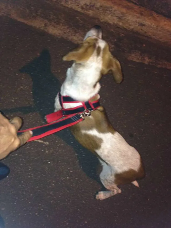Cachorro ra a vira lata idade 7 a 11 meses nome marley