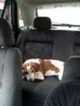 marley