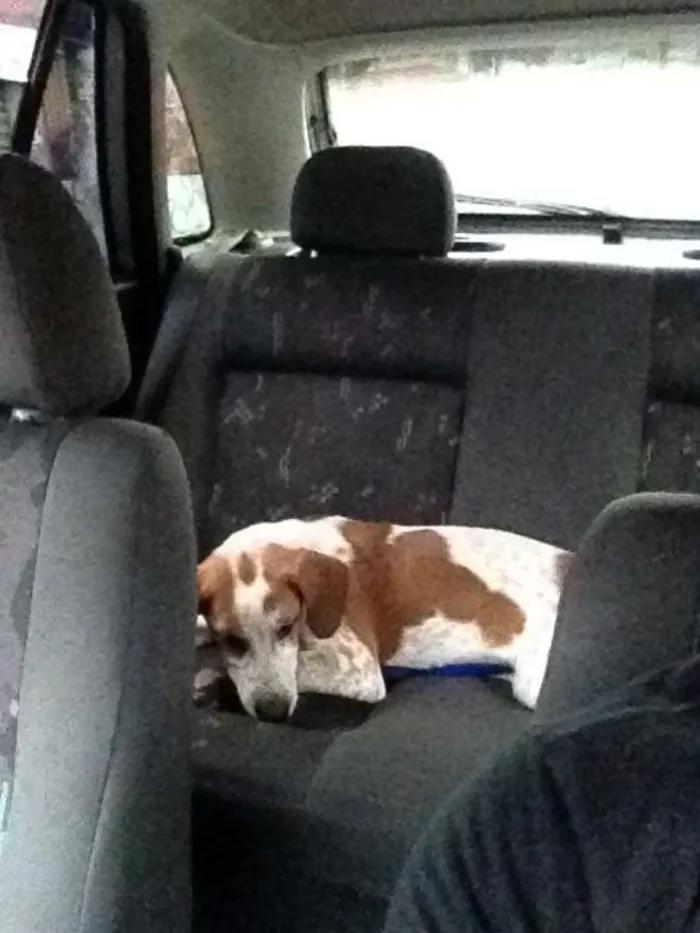 Cachorro ra a vira lata idade 7 a 11 meses nome marley