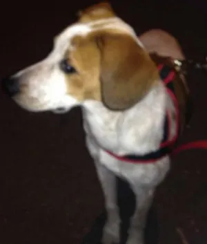 Cachorro raça vira lata idade 7 a 11 meses nome marley
