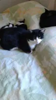 Gatos