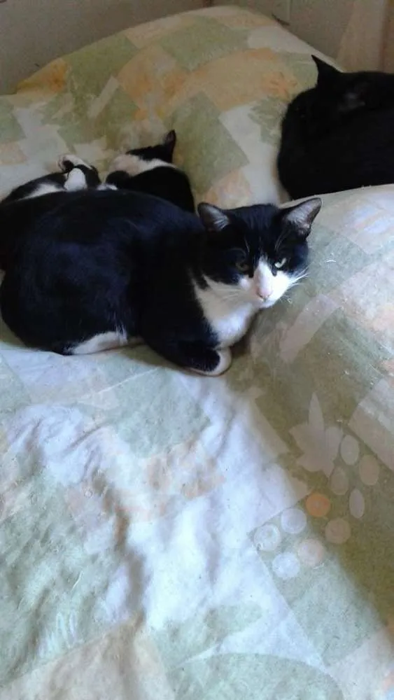 Gato ra a  idade 7 a 11 meses nome Gatos