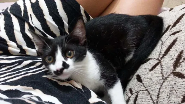 Gato ra a SRD idade 7 a 11 meses nome Tom