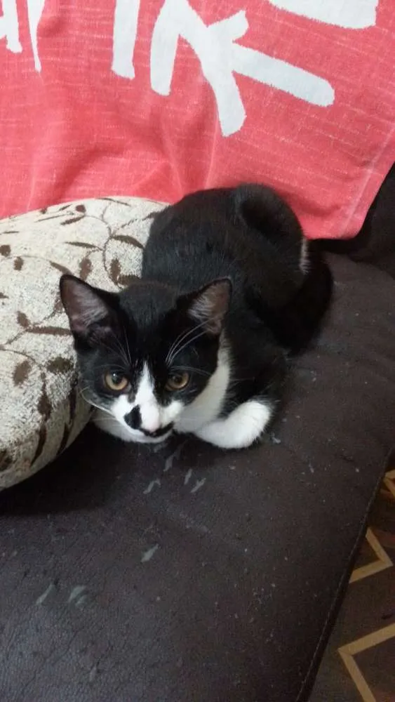 Gato ra a SRD idade 7 a 11 meses nome Tom