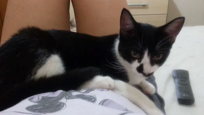 Gato ra a SRD idade 7 a 11 meses nome Tom