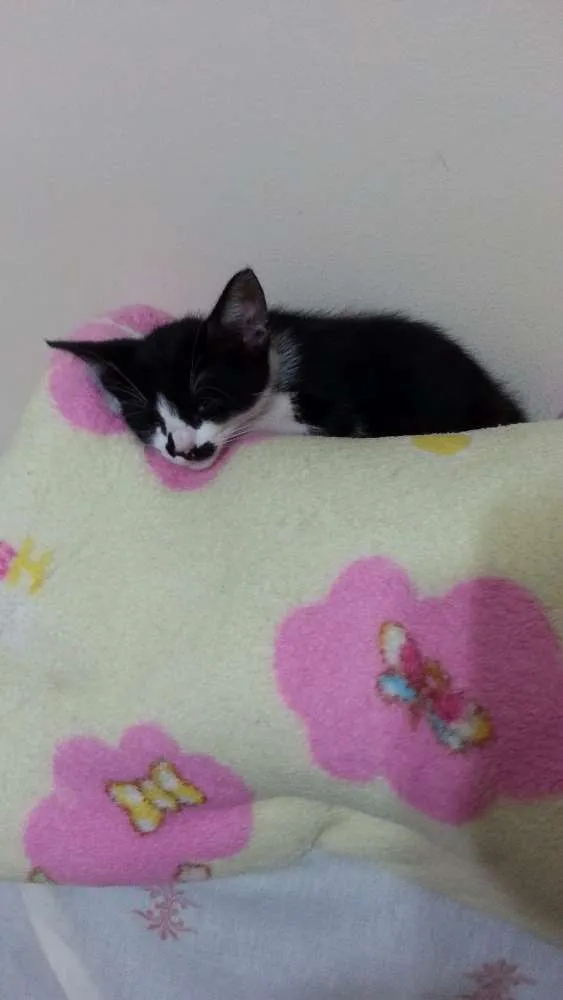 Gato ra a SRD idade 7 a 11 meses nome Tom