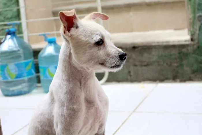 Cachorro ra a Vira lata idade 2 anos nome Luck