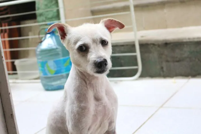 Cachorro ra a Vira lata idade 2 anos nome Luck