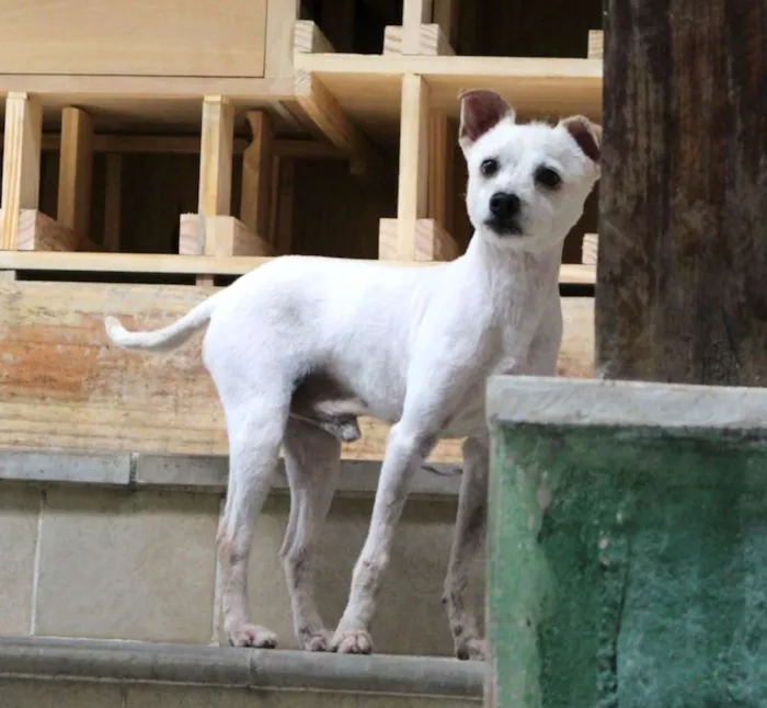 Cachorro ra a Vira lata idade 2 anos nome Luck