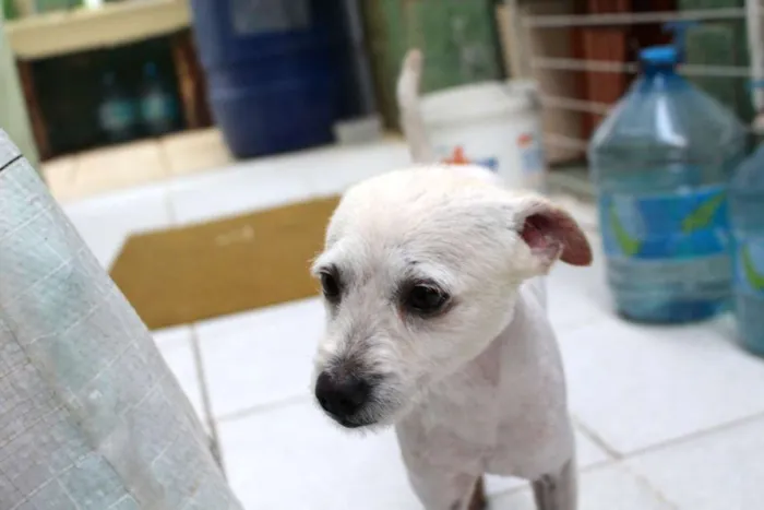 Cachorro ra a Vira lata idade 2 anos nome Luck