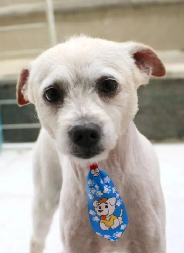 Cachorro ra a Vira lata idade 2 anos nome Luck