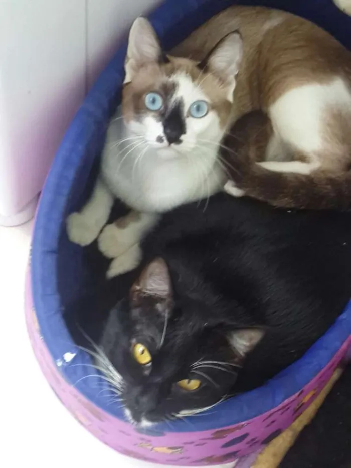 Gato ra a Siamês idade 1 ano nome Miau