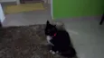 Frajolinha