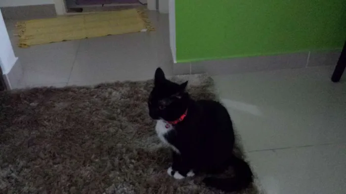 Gato ra a Não sei idade 2 anos nome Frajolinha